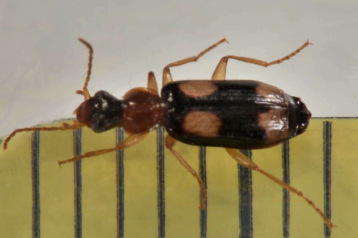 Carabidae: Dromius quadrimaculatus?  S !